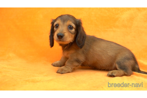 成約済の東京都のミニチュアダックスフンド(ロングヘアード)-154154